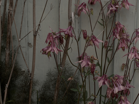 Flowers and fennel
