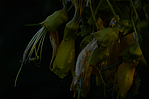 Kowhai, Garden