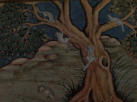 Squirrels (Bhawānī)