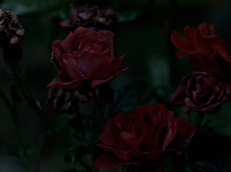 Red roses, Garden