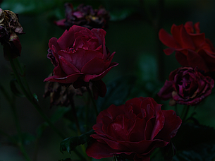 Red roses, Garden