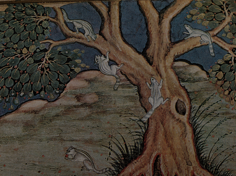 Squirrels (Bhawānī)