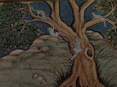 Squirrels (Bhawānī)