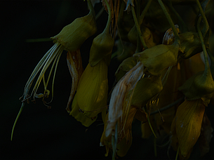 Kowhai, Garden