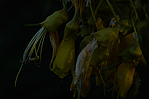 Kowhai, Garden