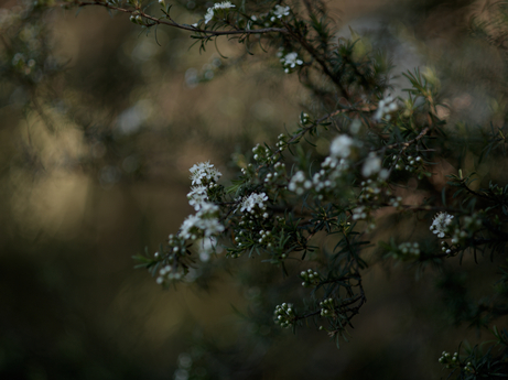 Tea tree