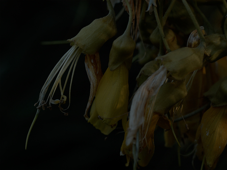 Kowhai, Garden