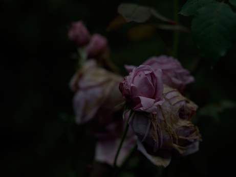 Roses, Garden