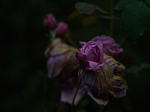 Roses, Garden