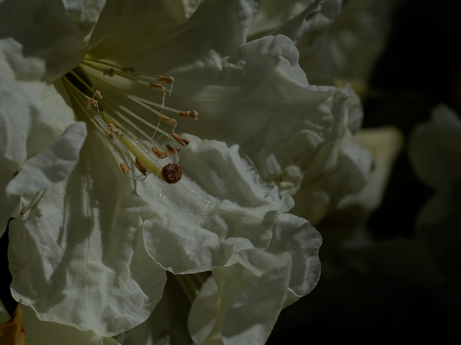 Yellow Rhododendron