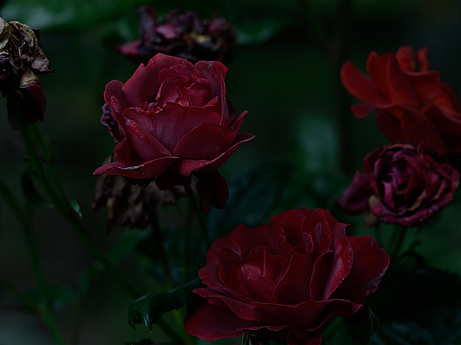 Red roses, Garden