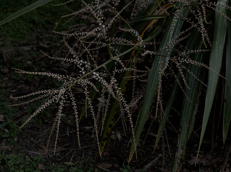 Cabbage tree